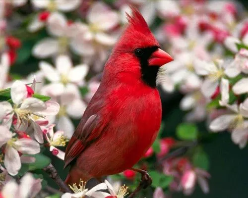 Colores de plumas | Imagenes para Facebook [FB]