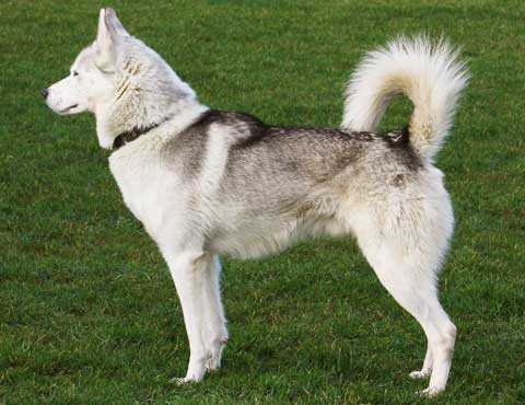 colores del siberian husky - (Siberian Husky) | Perros.com