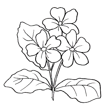 Planta de nochebuena para colorear - Imagui Planta de nochebuena para colorear - Imagui