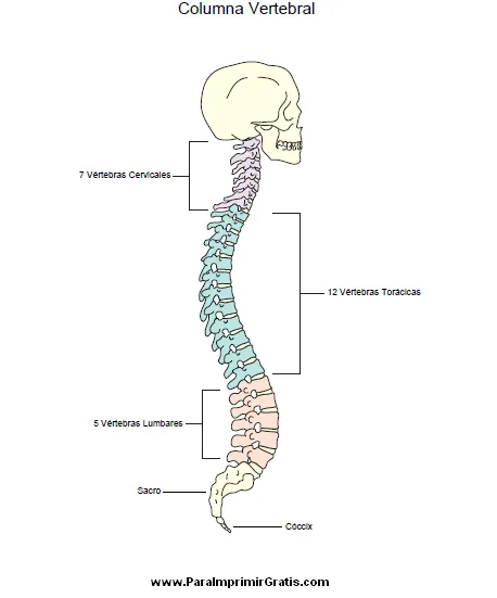 Columna Vertebral - Para Imprimir Gratis - ParaImprimirGratis.com