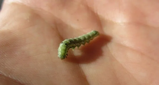 Como combatir la oruga del cogollo en las plantas de marihuana ... Como combatir la oruga del cogollo en las plantas de marihuana ...