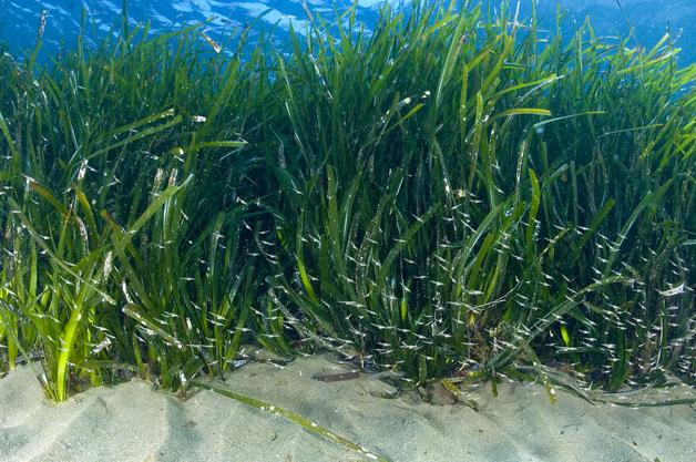 Combustible a partir de micro algas marinas tropicales — Otro ...