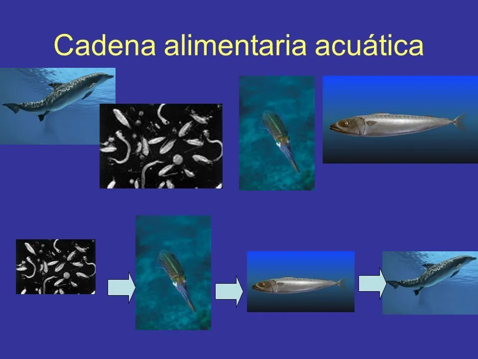 Quién se come qué?. - ppt descargar