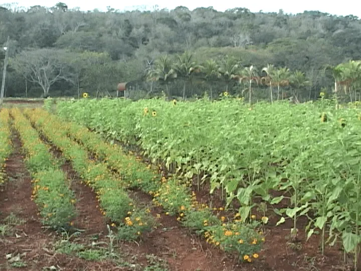 Comercializará producciones en Varadero Proyecto de Flores Finas y ...