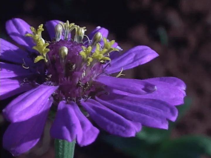 Comercializará producciones en Varadero Proyecto de Flores Finas y ...