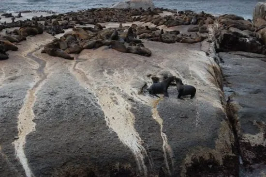 Son muy comicas: fotografía de Hout Bay, Ciudad del Cabo Centro ...