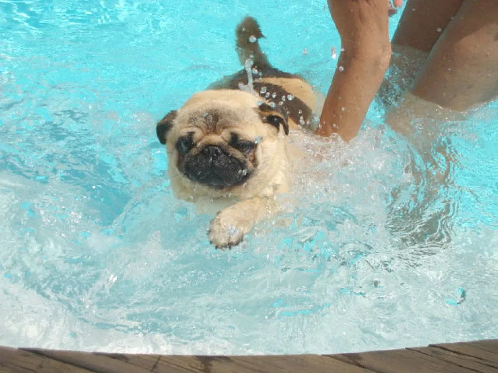 cuidados de un perro pug | Cuidar de tu perro es facilisimo. cuidados de un perro pug | Cuidar de tu perro es facilisimo.