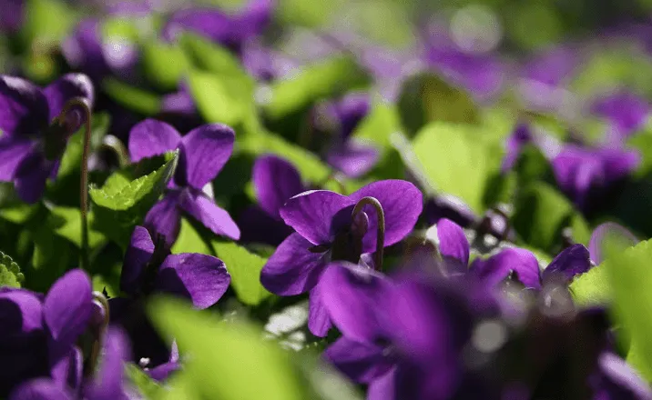 Comiendo violetas en Toulouse | Cocina.es