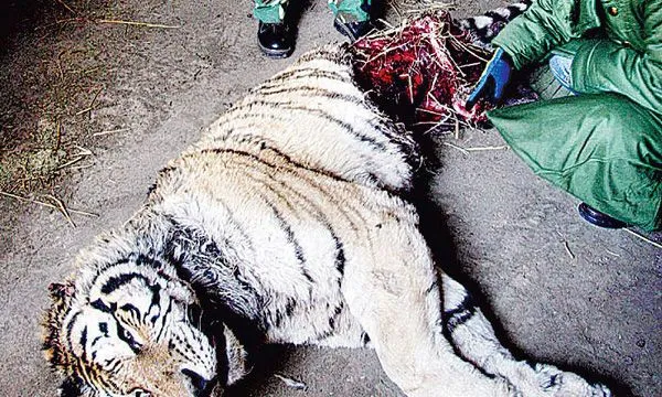 SE COMIERON UN TIGRE BLANCO PORQUE SE MORIAN DE HAMBRE | Noticiero ... SE COMIERON UN TIGRE BLANCO PORQUE SE MORIAN DE HAMBRE | Noticiero ...