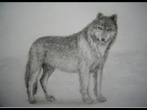 CÓMO DIBUJAR UN LOBO A LAPIZ - YouTube