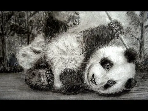 CÓMO DIBUJAR UN OSO PANDA BEBÉ / PANDA BEAR DRAWING - YouTube CÓMO DIBUJAR UN OSO PANDA BEBÉ / PANDA BEAR DRAWING - YouTube