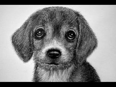 CÓMO DIBUJAR UN PERRO - PELAJE DE ANIMAL/HOW TO DRAW A DOG - YouTube