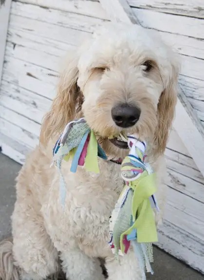 como hacer juguetes para perros caseros | Todo Manualidades como hacer juguetes para perros caseros | Todo Manualidades