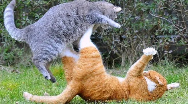 Como-parar-peleas-entre-gatos- ...