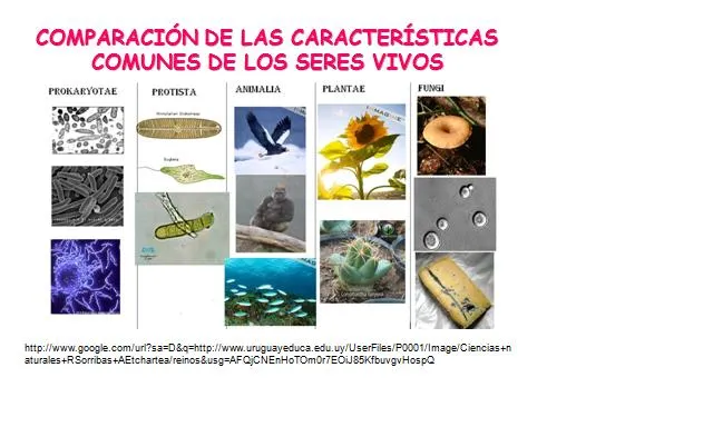 COMPARACIONES DE LAS CARACTERÍSTICAS DE LOS SERES VIVOS | NATURuelezA COMPARACIONES DE LAS CARACTERÍSTICAS DE LOS SERES VIVOS | NATURuelezA
