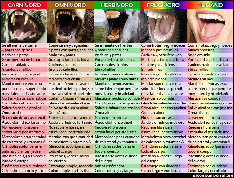 Comparativa entre CARNÍVOROS, HERBÍVOROS Y SERES HUMANOS | La ... Comparativa entre CARNÍVOROS, HERBÍVOROS Y SERES HUMANOS | La ...