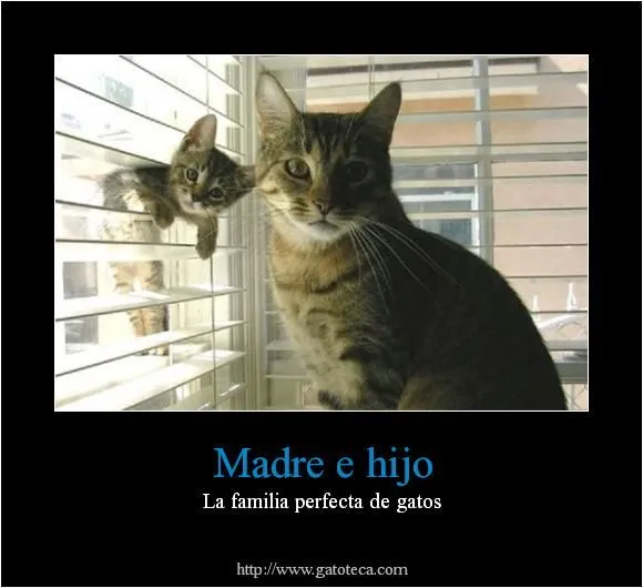 Compartiendo mi experiencia en el cuidado de gatos Compartiendo mi experiencia en el cuidado de gatos