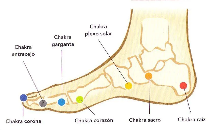 Partes del pie humano imagenes - Imagui