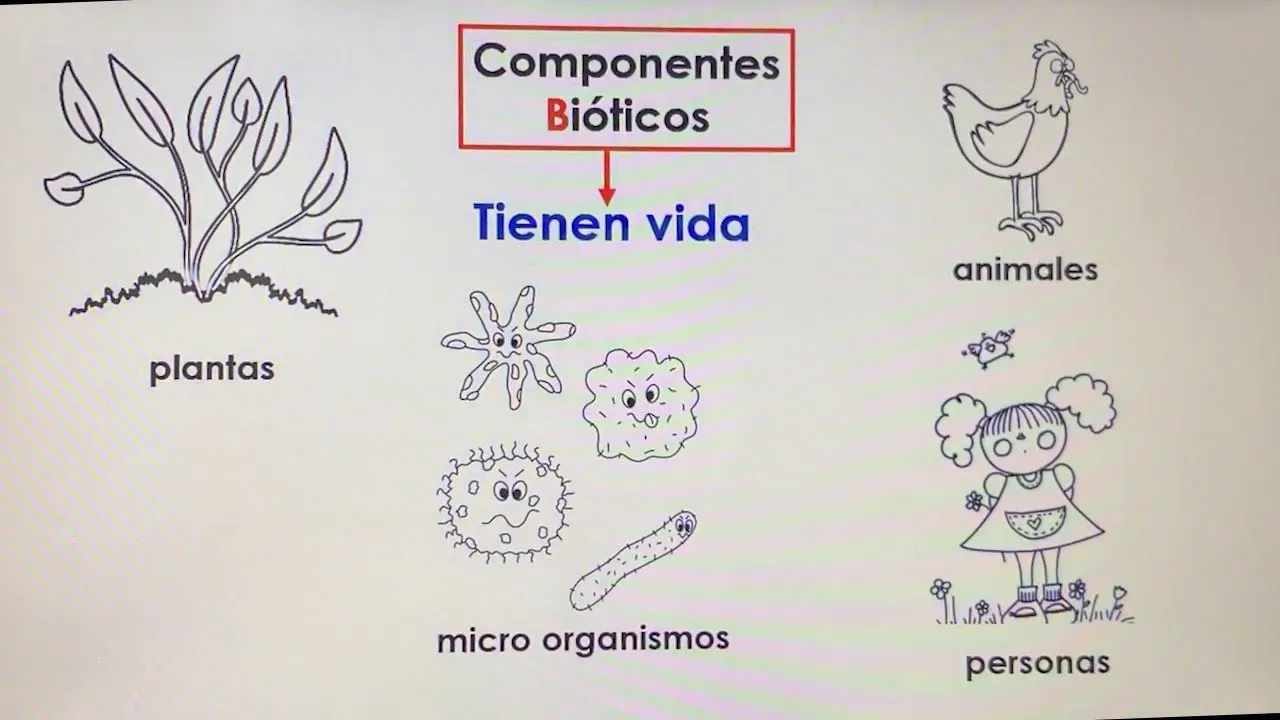 Componentes bióticos y abióticos de la naturaleza. - YouTube Componentes bióticos y abióticos de la naturaleza. - YouTube