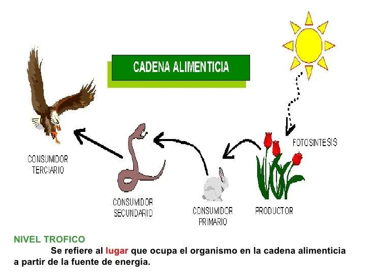 componentes-del-ecosistema-8- ...