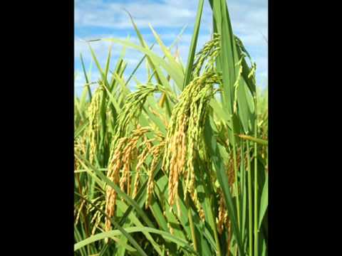 Componentes de la Naturaleza ( Las plantas) - YouTube Componentes de la Naturaleza ( Las plantas) - YouTube