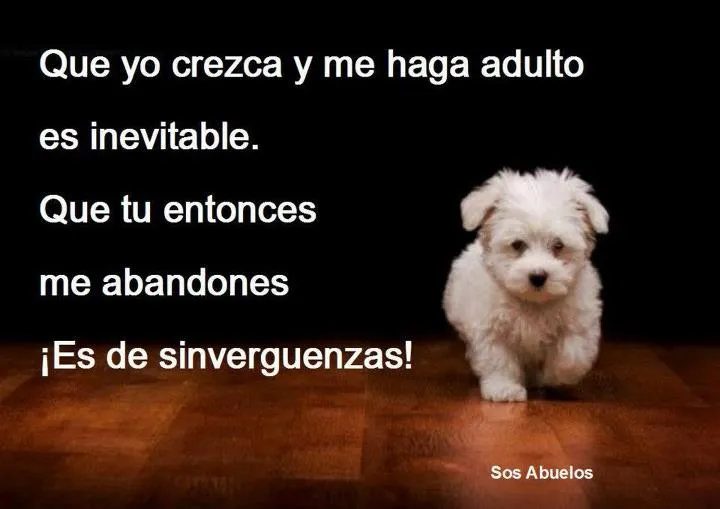 Comportamiento animal - Me gustan los animales : Fotos de perros ...