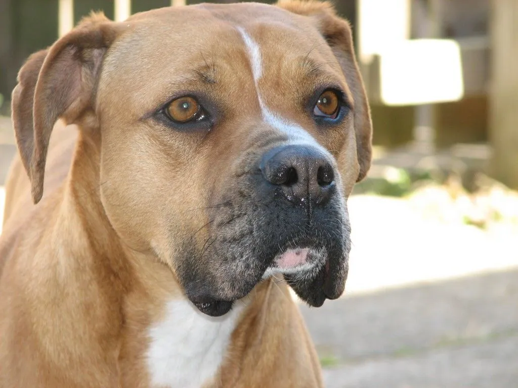 Comportamiento animal - Me gustan los animales : Serie razas ... Comportamiento animal - Me gustan los animales : Serie razas ...