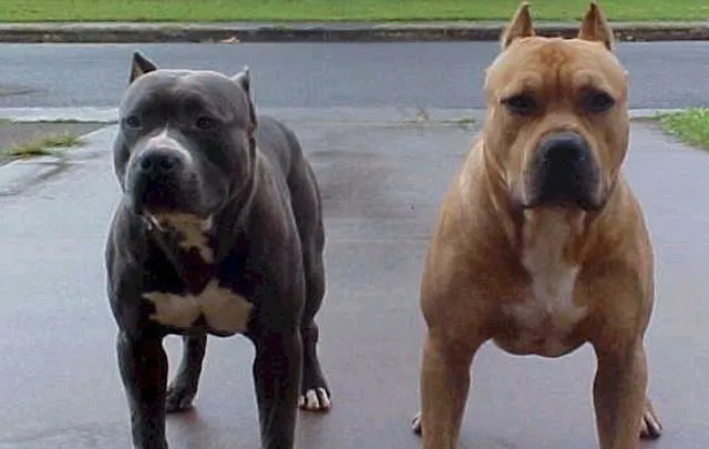 imagenes para facebook de perros pitbull - IMG MLP imagenes para facebook de perros pitbull - IMG MLP