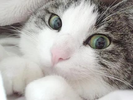Comportamiento de perros, comportamiento de gatos, comportamiento ... Comportamiento de perros, comportamiento de gatos, comportamiento ...