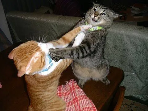 Comportamiento de perros, comportamiento de gatos, comportamiento ... Comportamiento de perros, comportamiento de gatos, comportamiento ...