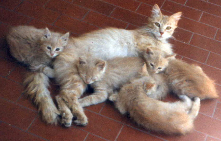 Comportamiento de perros, comportamiento de gatos, comportamiento ... Comportamiento de perros, comportamiento de gatos, comportamiento ...