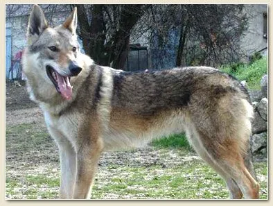 Comportamiento de perros, comportamiento de gatos, comportamiento ... Comportamiento de perros, comportamiento de gatos, comportamiento ...