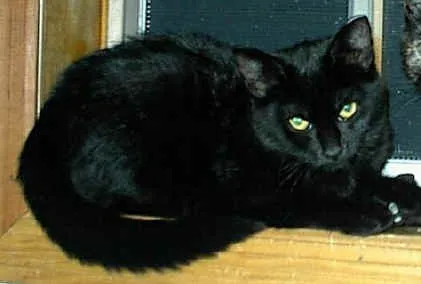 Comportamiento de la raza de gato Bombay
