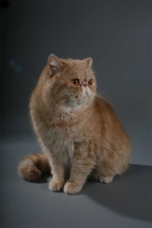 Comportamiento de la raza de gato Exótico