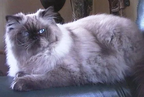 Comportamiento de la raza de gato Himalaya