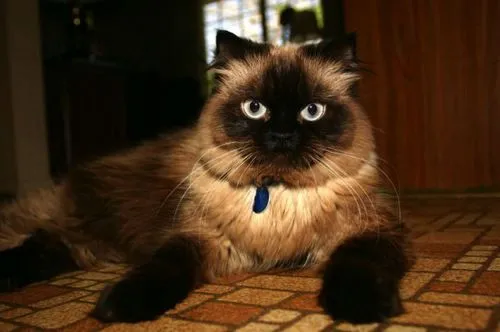 Comportamiento de la raza de gato Himalaya