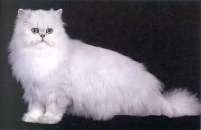 Diferencias entre el gato Persa y el Angora - Taringa!