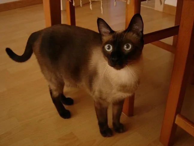 Siames X Angora? [Archivo] - ..::ElRincondelGato::..