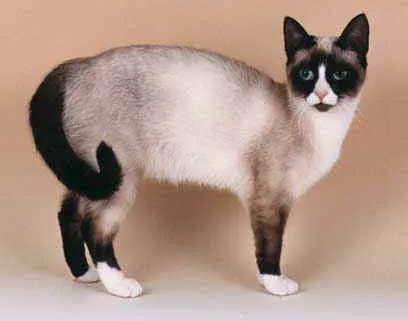 Comportamiento de la raza de gato Snowshoe