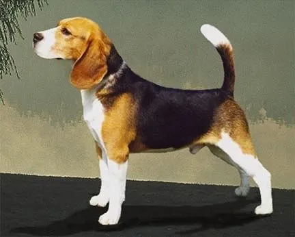 Comportamiento de la raza de perro Beagle