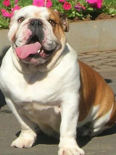 Comportamiento de la raza de perro Bulldog Inglà Comportamiento de la raza de perro Bulldog InglÃ
