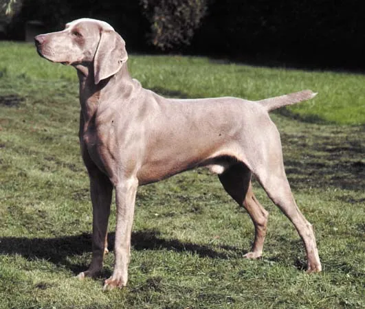 Comportamiento de la raza de perro Weimaraner Comportamiento de la raza de perro Weimaraner