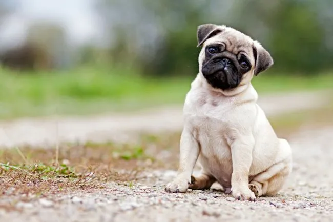 junio – 2015 – Perros Pug