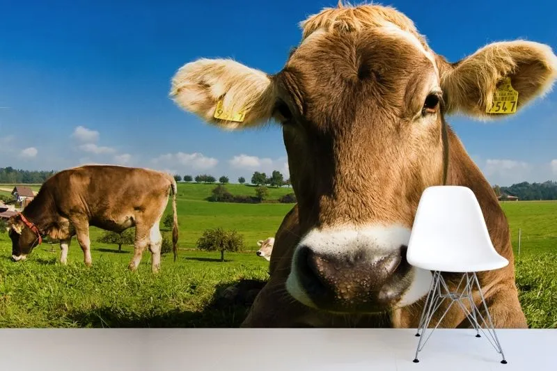 Compra Fondos de vaca online al por mayor de China, Mayoristas de ... Compra Fondos de vaca online al por mayor de China, Mayoristas de ...