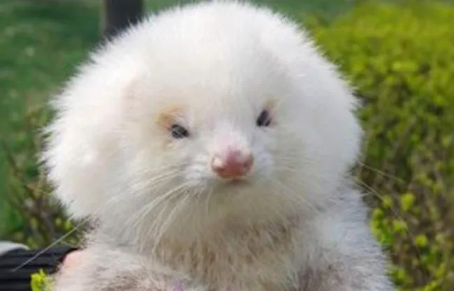 Compra perros poodle y resultan hurones