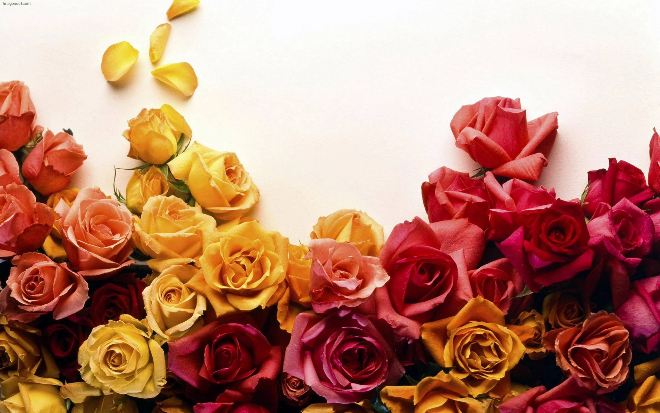 comprar flores online | El blog de FloresNuevas. comprar flores online | El blog de FloresNuevas.