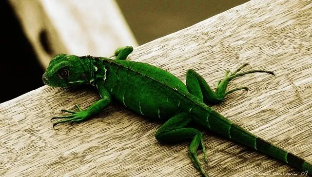 Antes de comprar una iguana verde