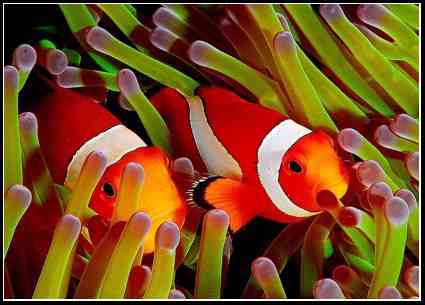 Dónde comprar peces | Mascotalia