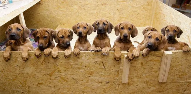 Comprar un perro? - Especial Navidad 2014 - Especiales - Charhadas.com