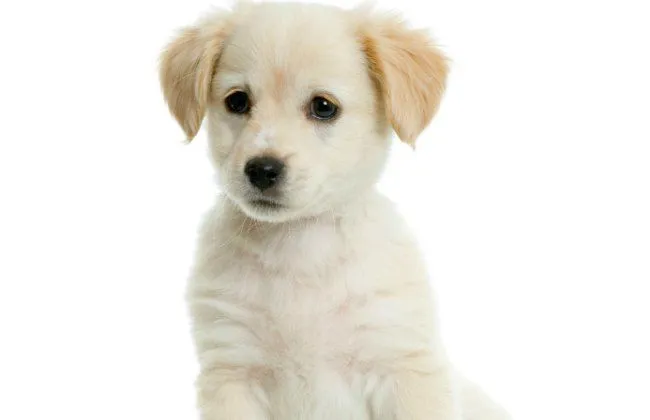 Donde comprar perros de raza | MundoMascotas.info Donde comprar perros de raza | MundoMascotas.info